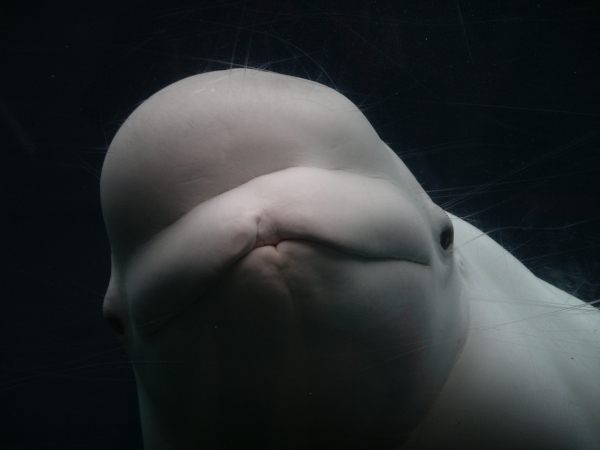 beluga